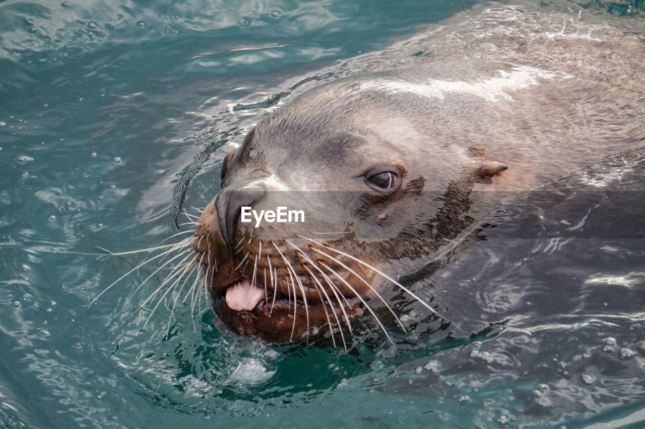 HIGH ANGLE VIEW OF SEA LION IN WATER