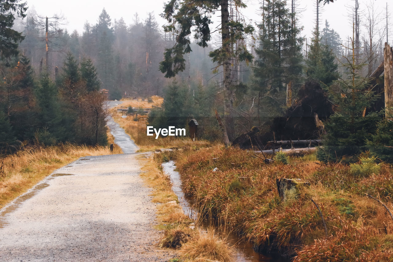 SCENIC VIEW OF FOREST DURING AUTUMN