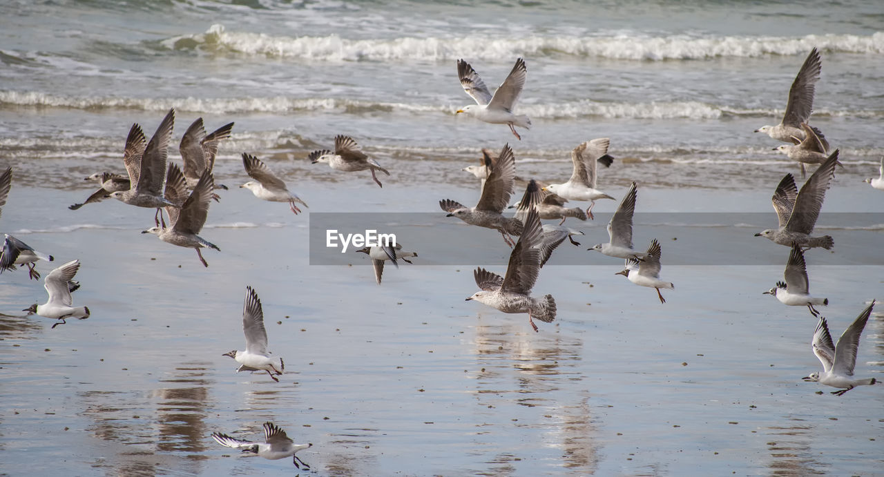 DUCKS FLYING OVER LAKE