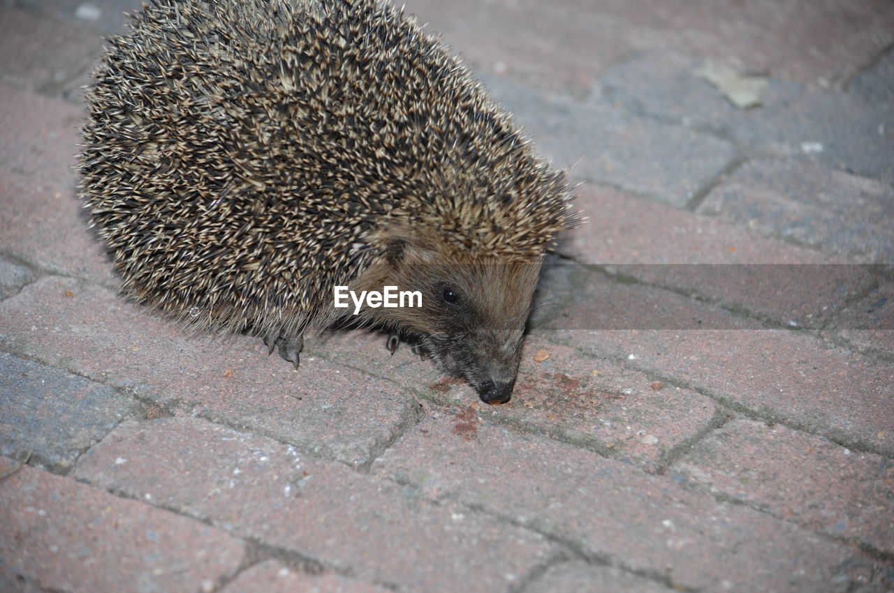 High angle view of hedgehog on footpath