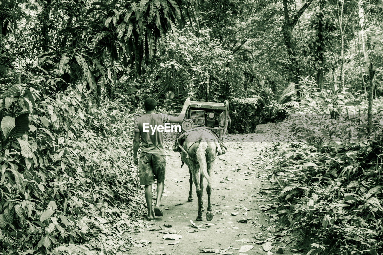 REAR VIEW OF TWO HORSES IN FOREST