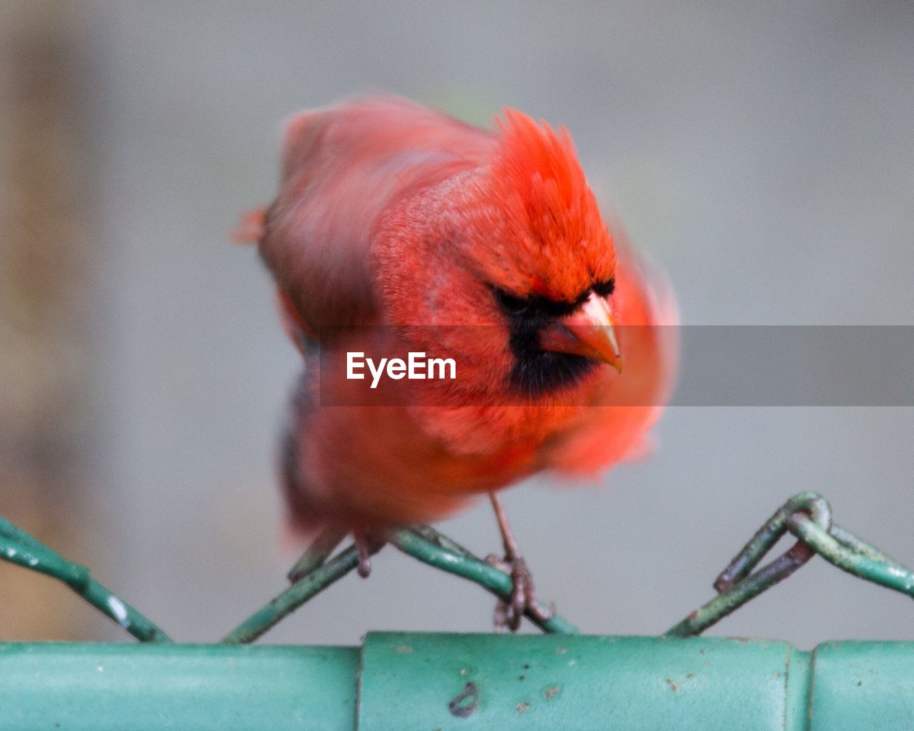 Close-up of northern cardinal perching on fence