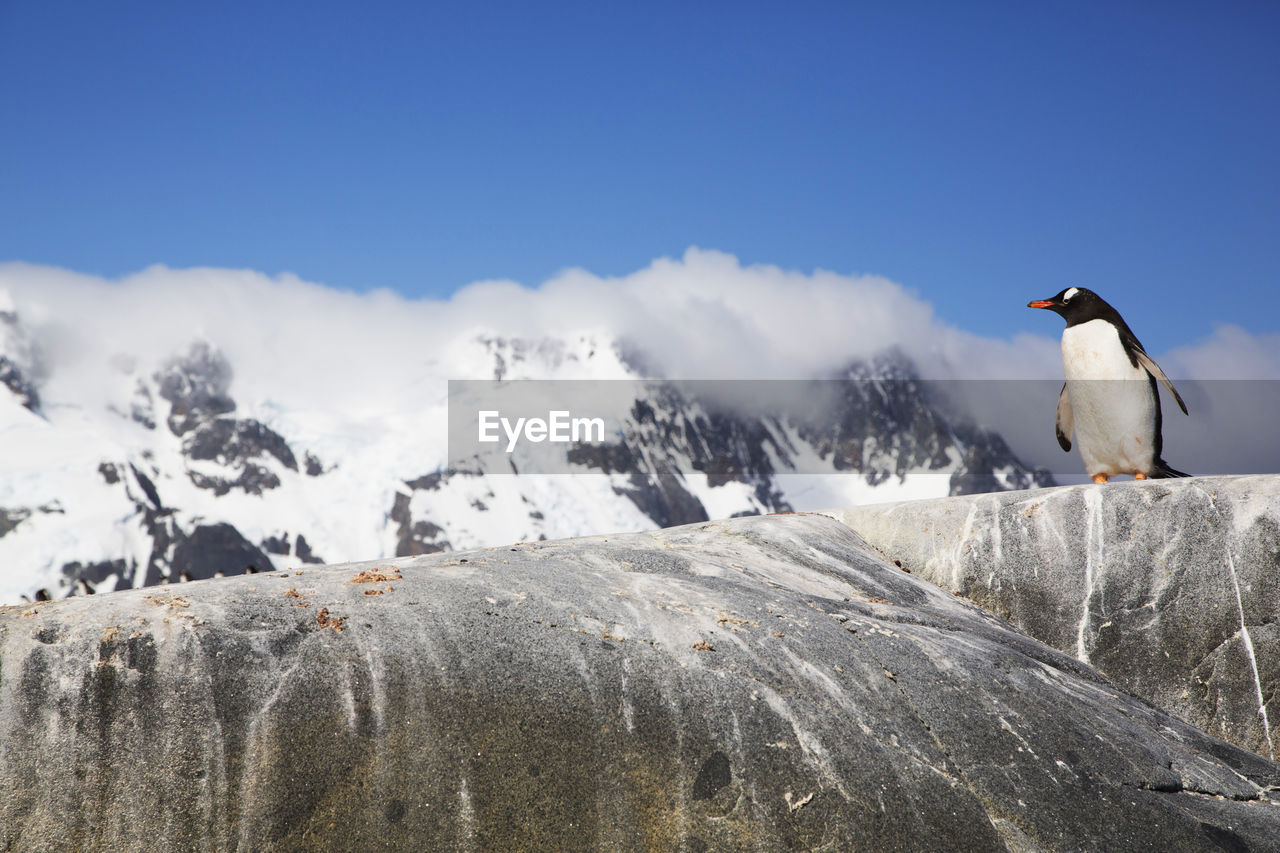 Gentoo penguin on rock with snowcapped mountain in background