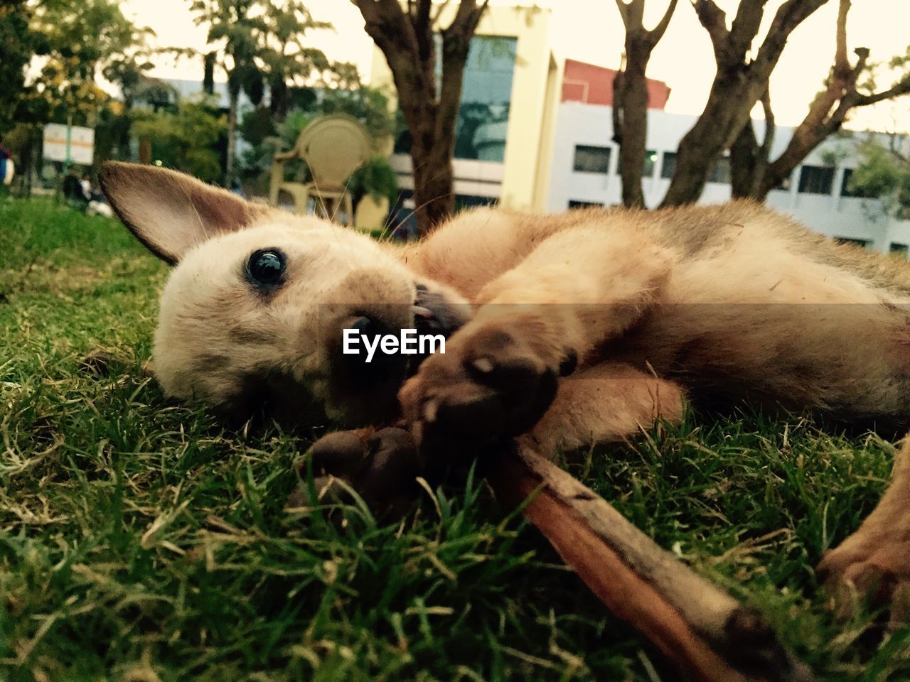 Portrait of puppy lying on grass