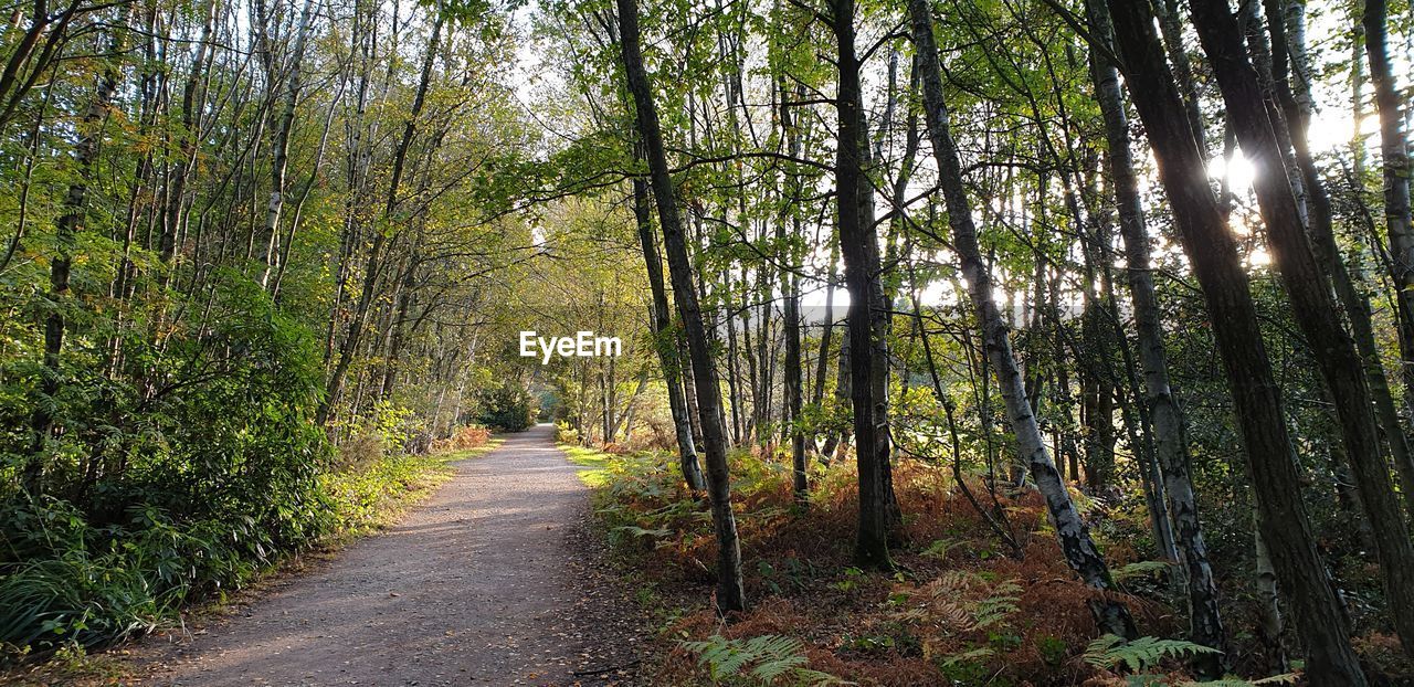 Footpath amidst trees in forest