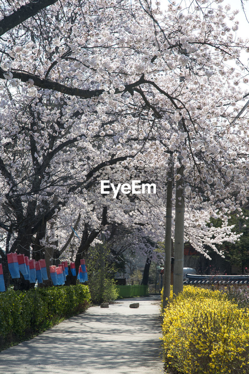 Cherry blossom trees against sky