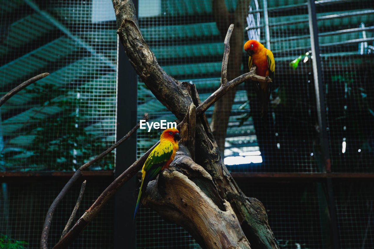 BIRD PERCHING ON TREE IN CAGE