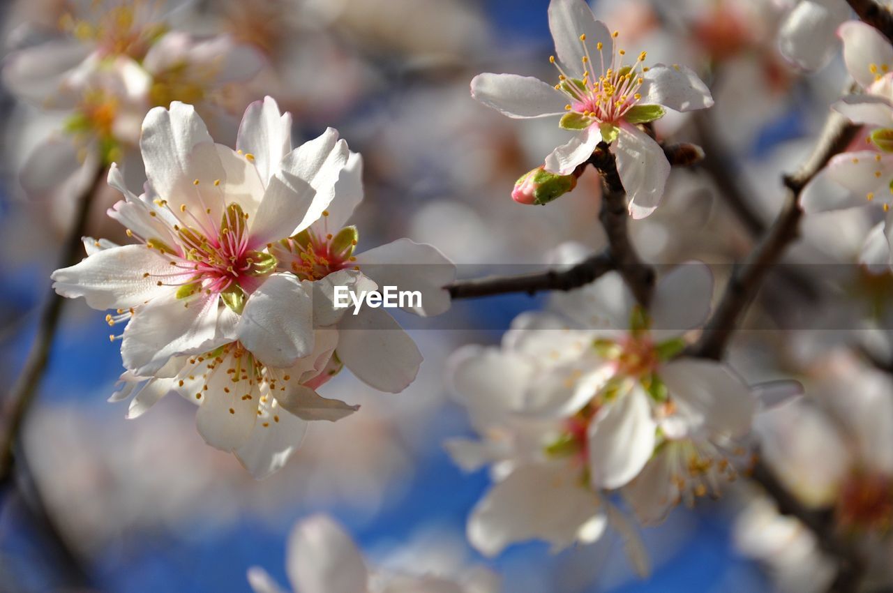 Close-up of white almond blossom