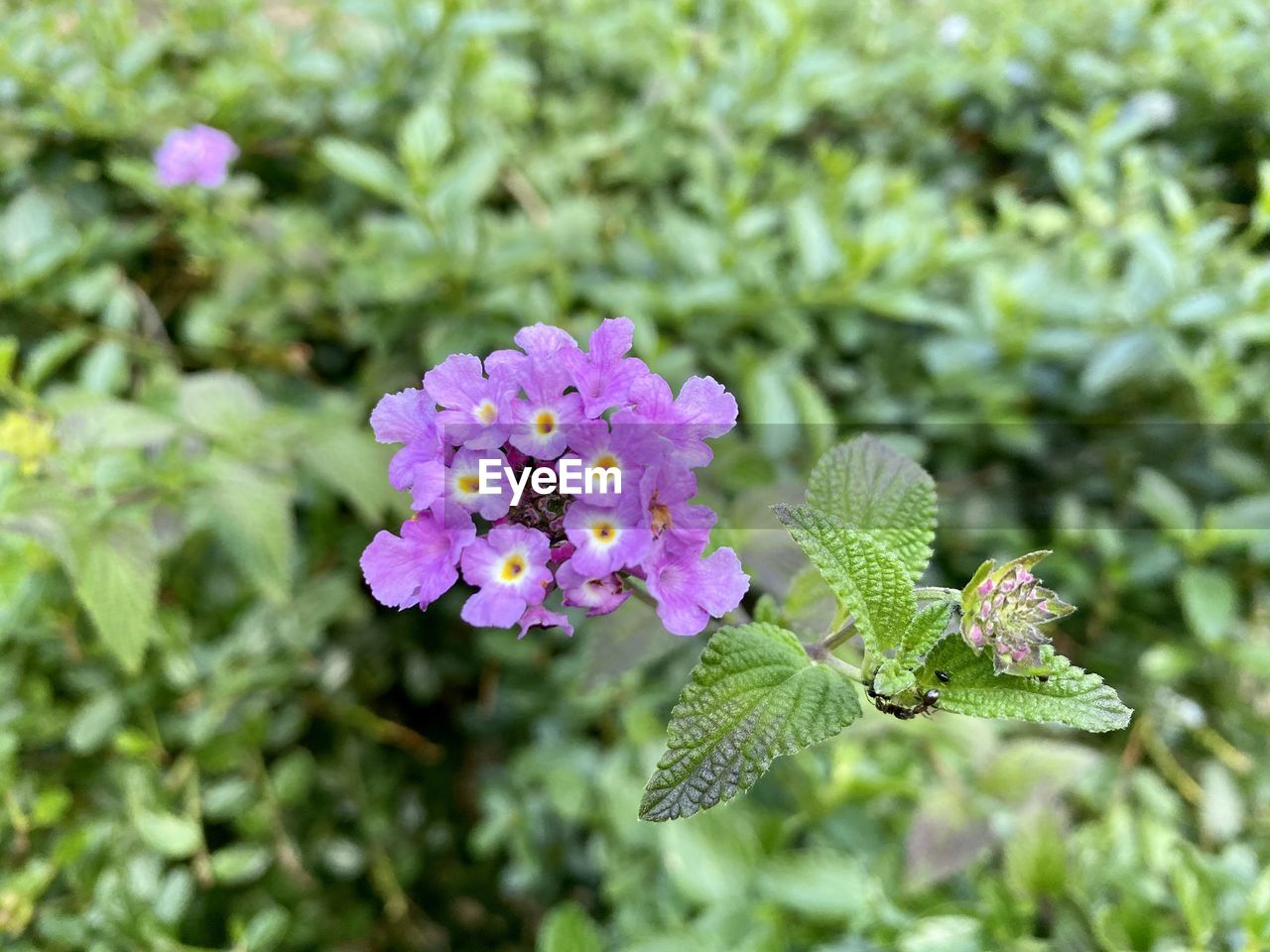 Close-up of purple flowering plant