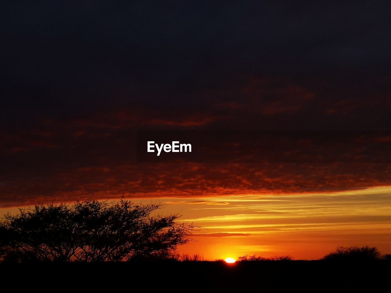 SILHOUETTE TREES AGAINST DRAMATIC SKY