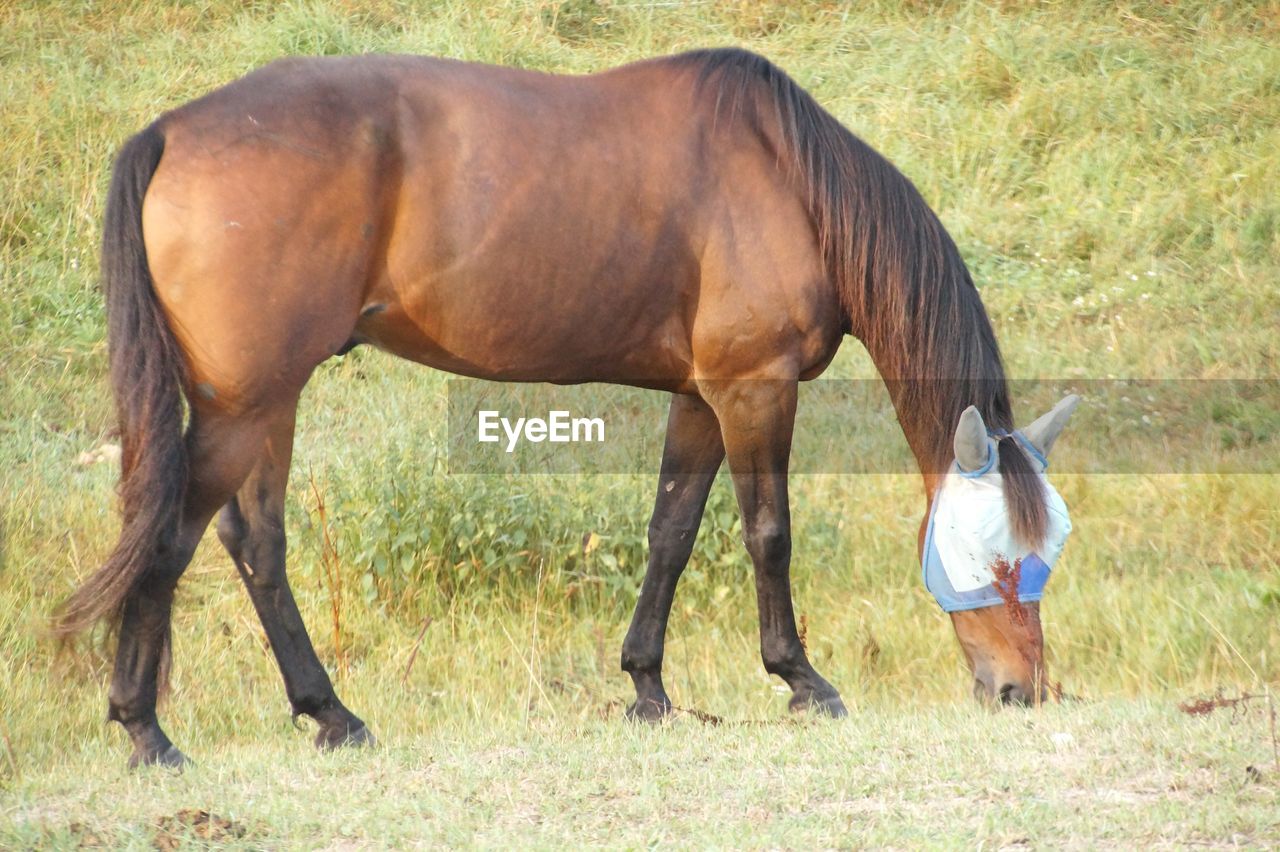 HORSES GRAZING IN THE FIELD