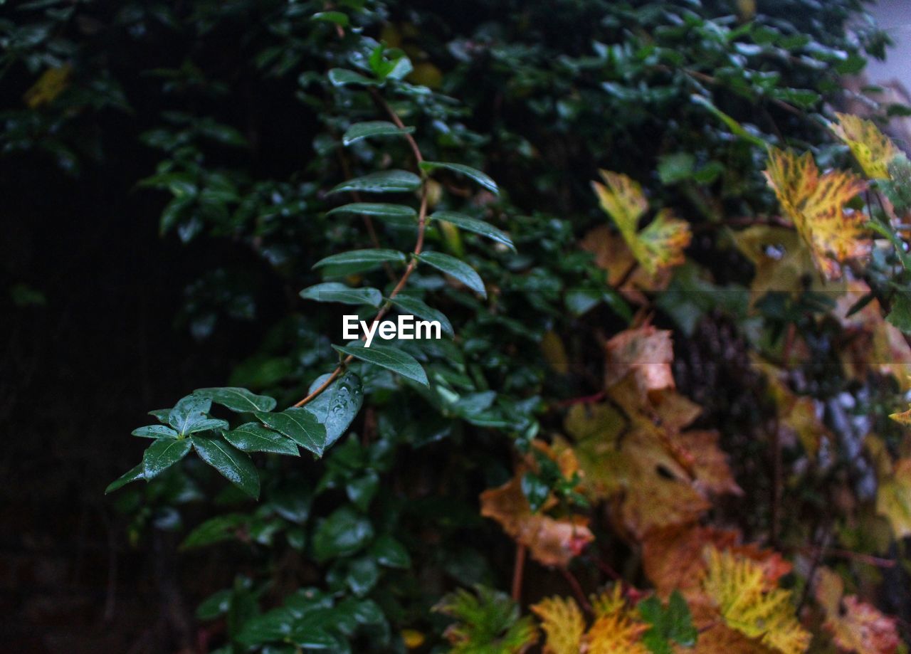 CLOSE-UP OF FRESH PLANTS