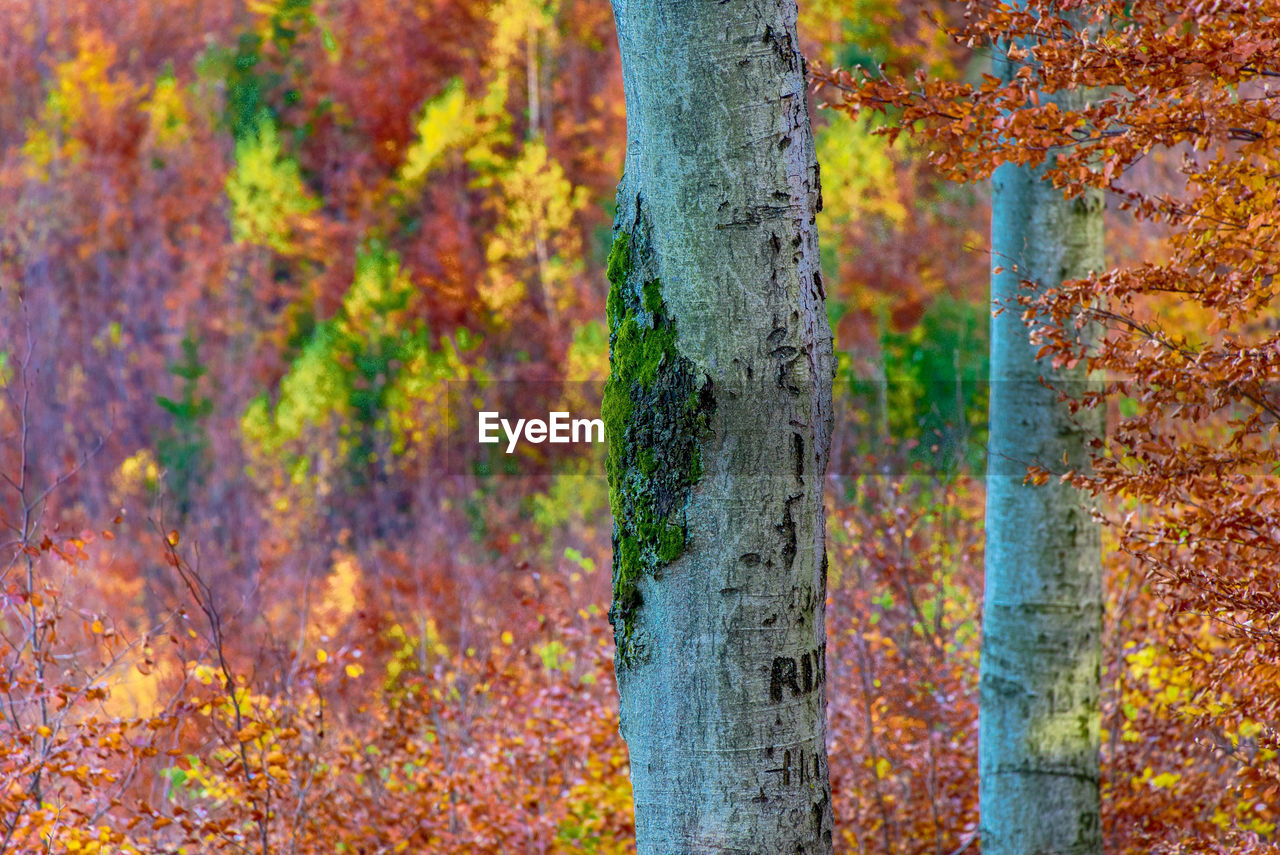 Close-up of trees in forest during autumn