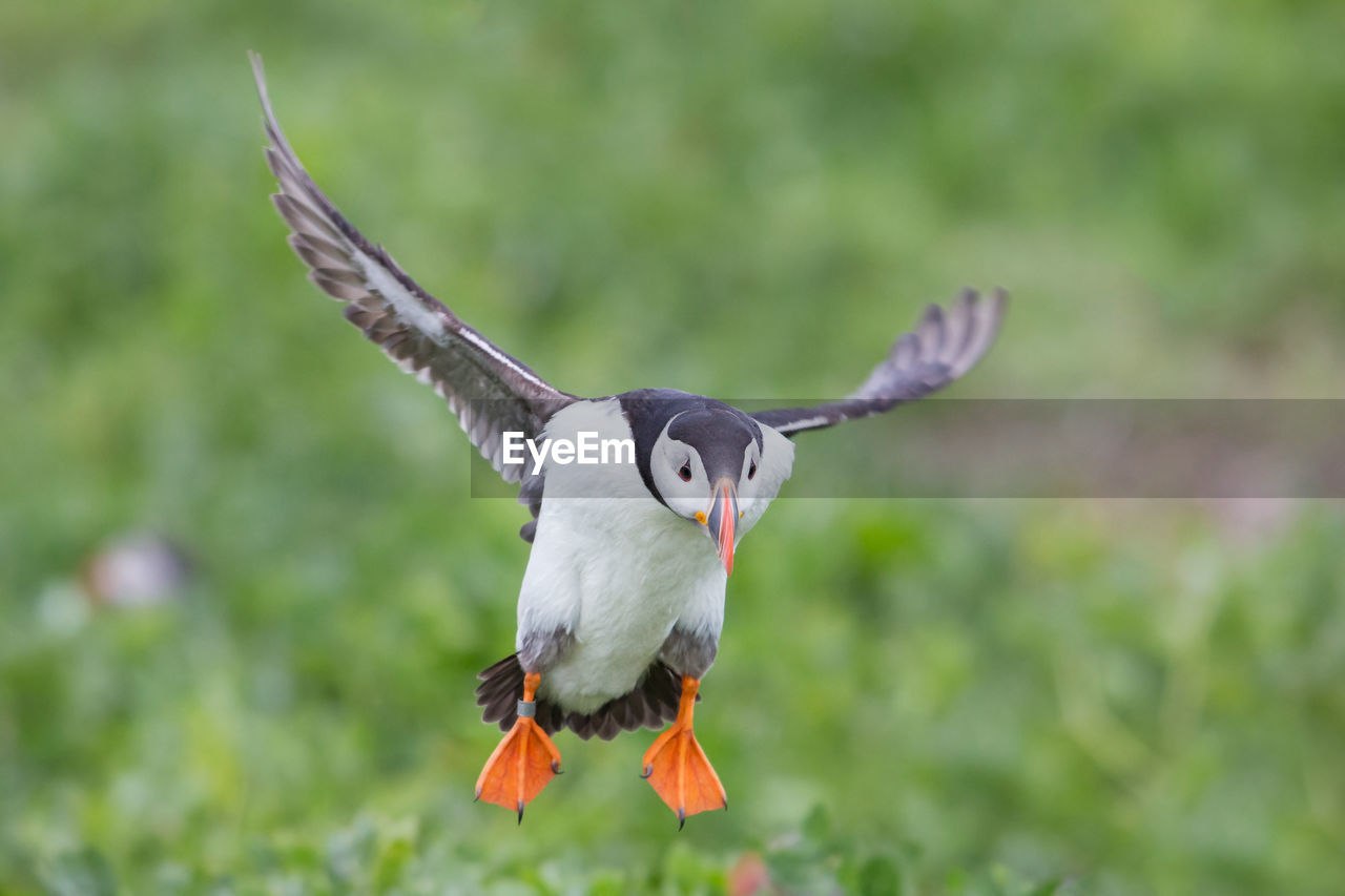 Close-up of puffin flying in mid-air 