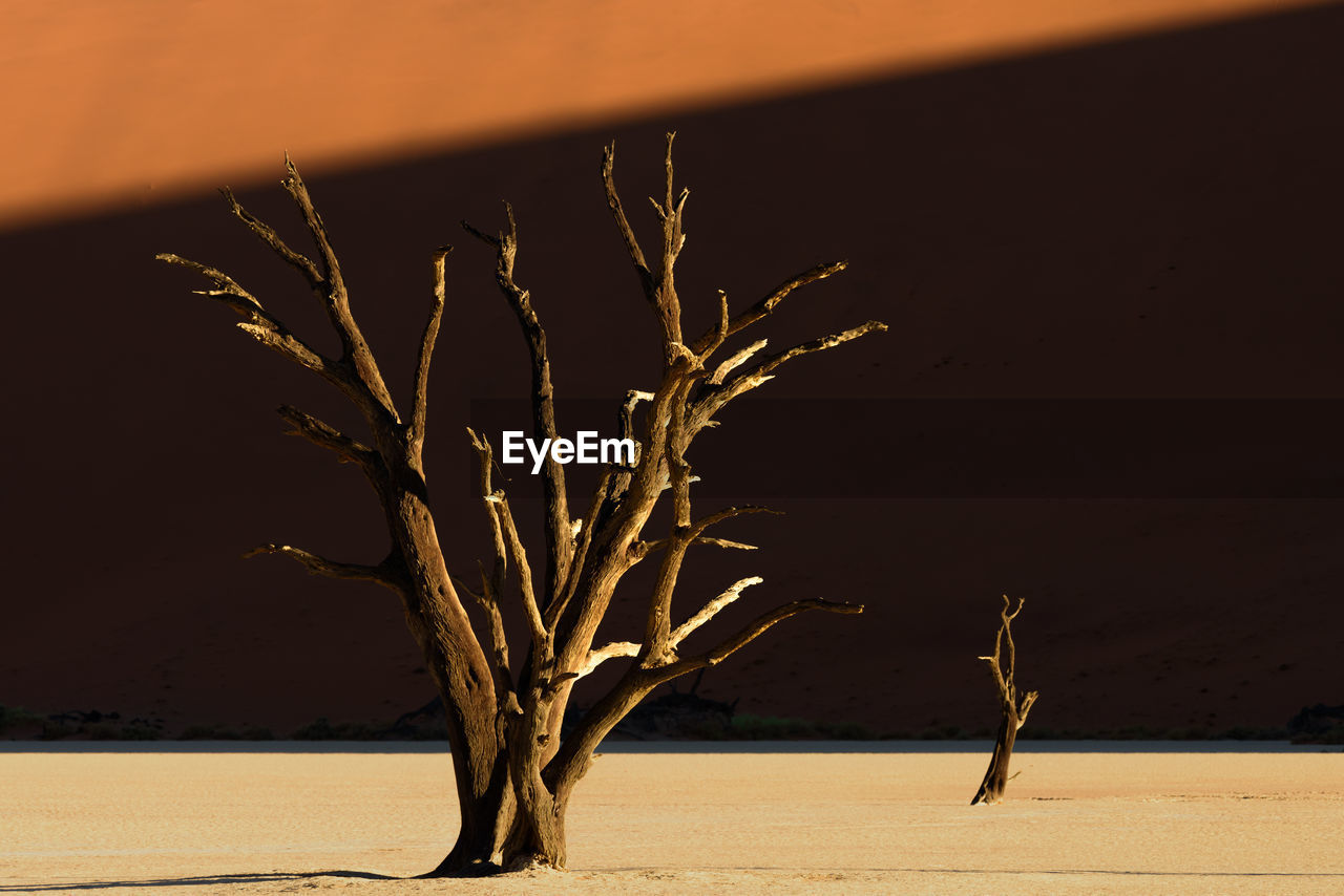 Close-up of bare tree on desert