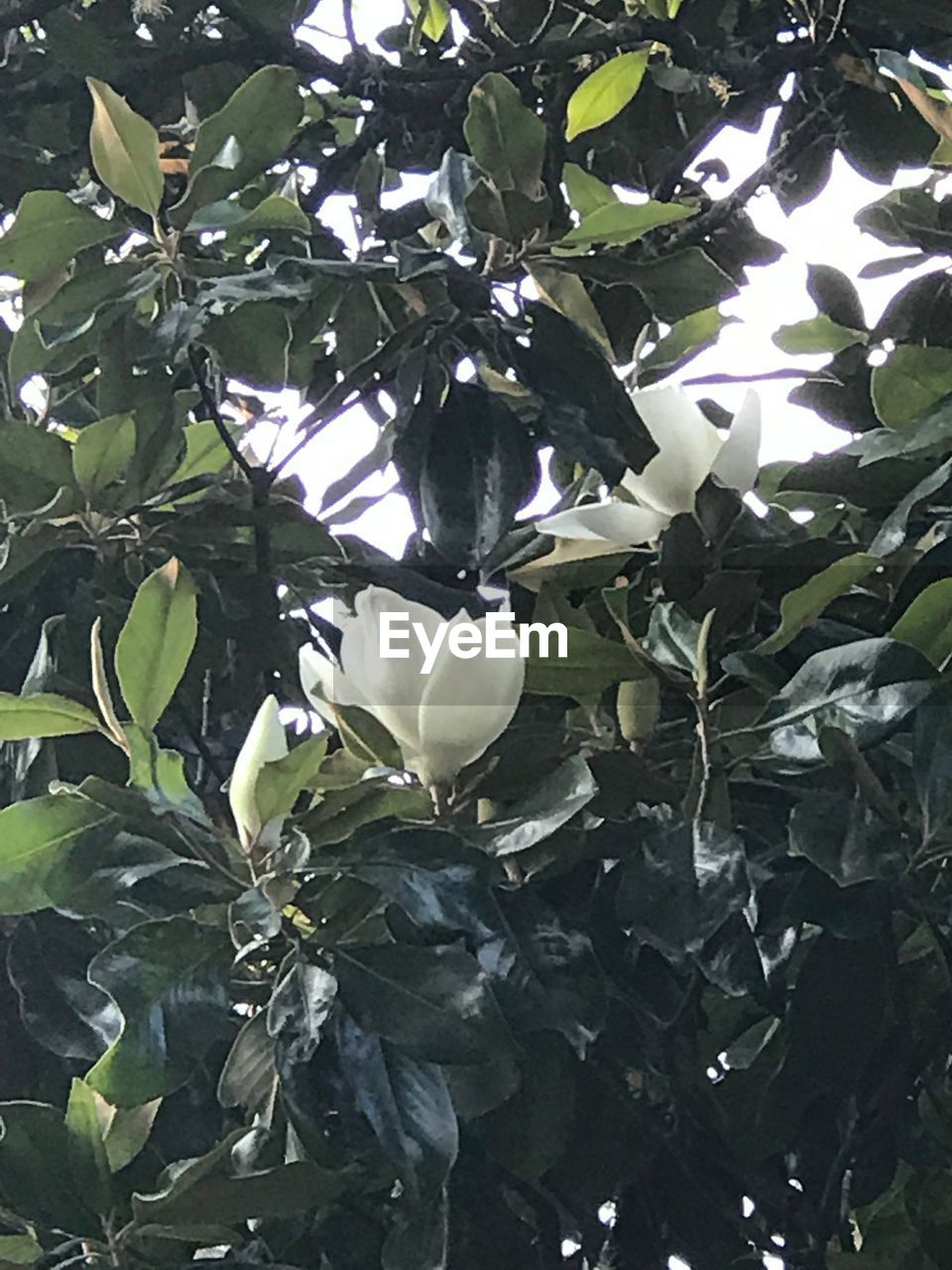 CLOSE-UP OF FRESH GREEN TREE