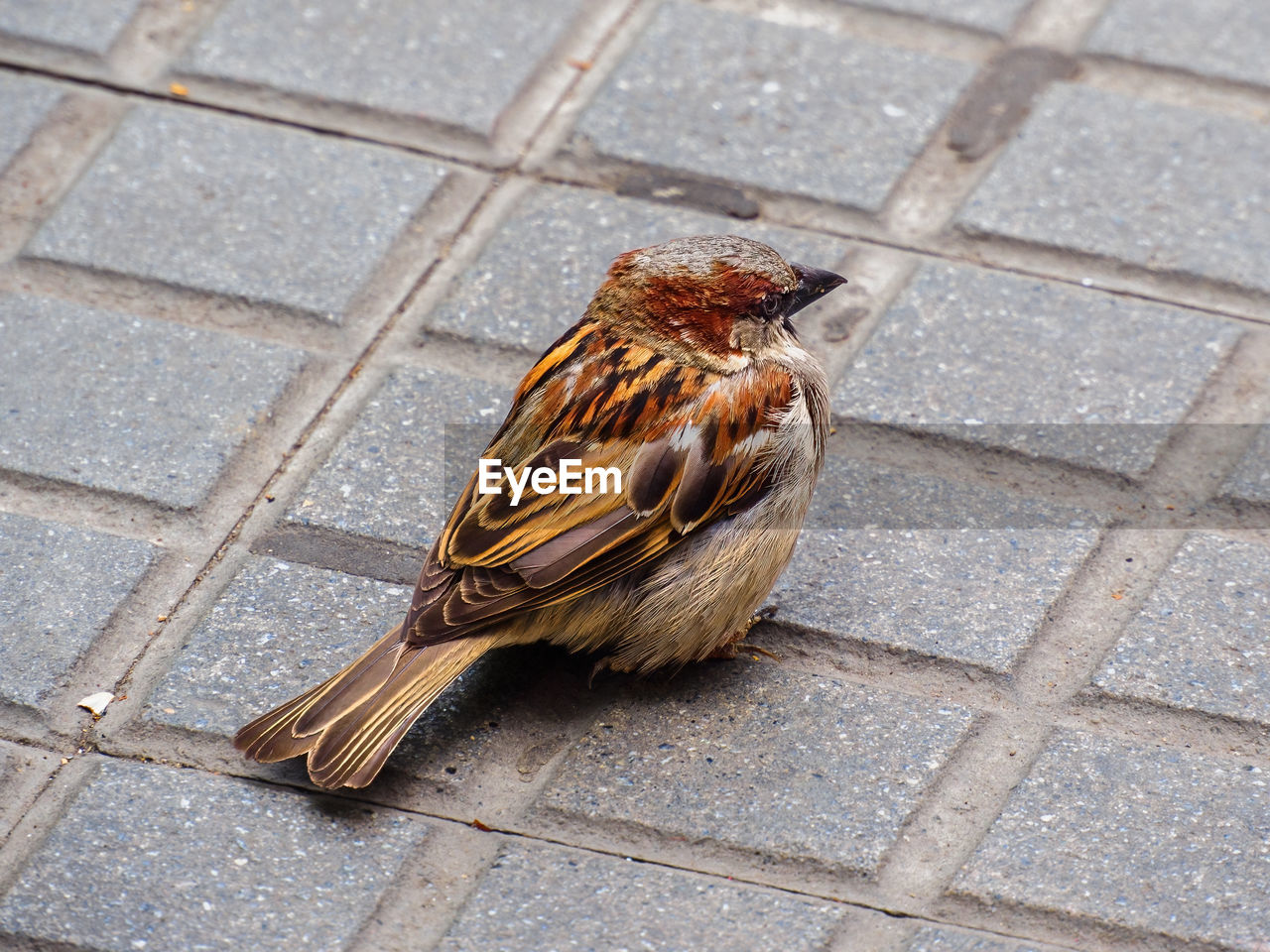 High angle view of bird on footpath