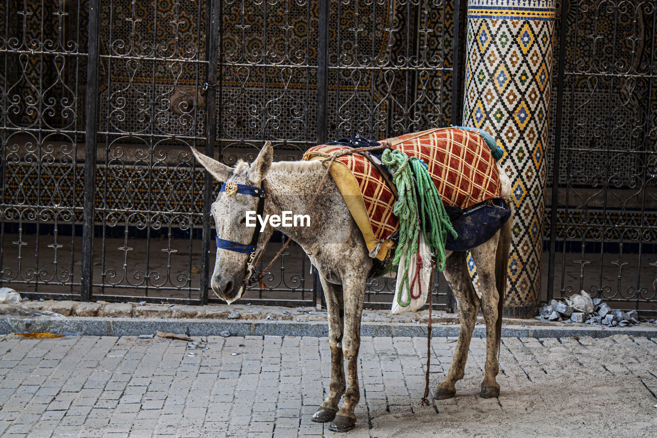 Donkey waiting outside a historical moroccan building in the old medina, fez morocco, africa.