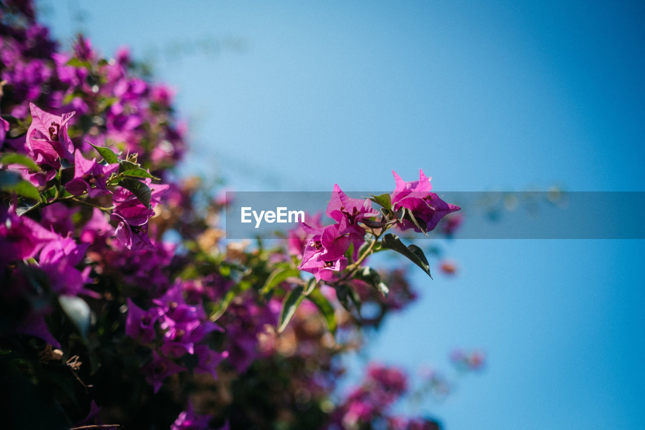 CLOSE-UP OF FRESH PINK CHERRY BLOSSOMS IN SPRING