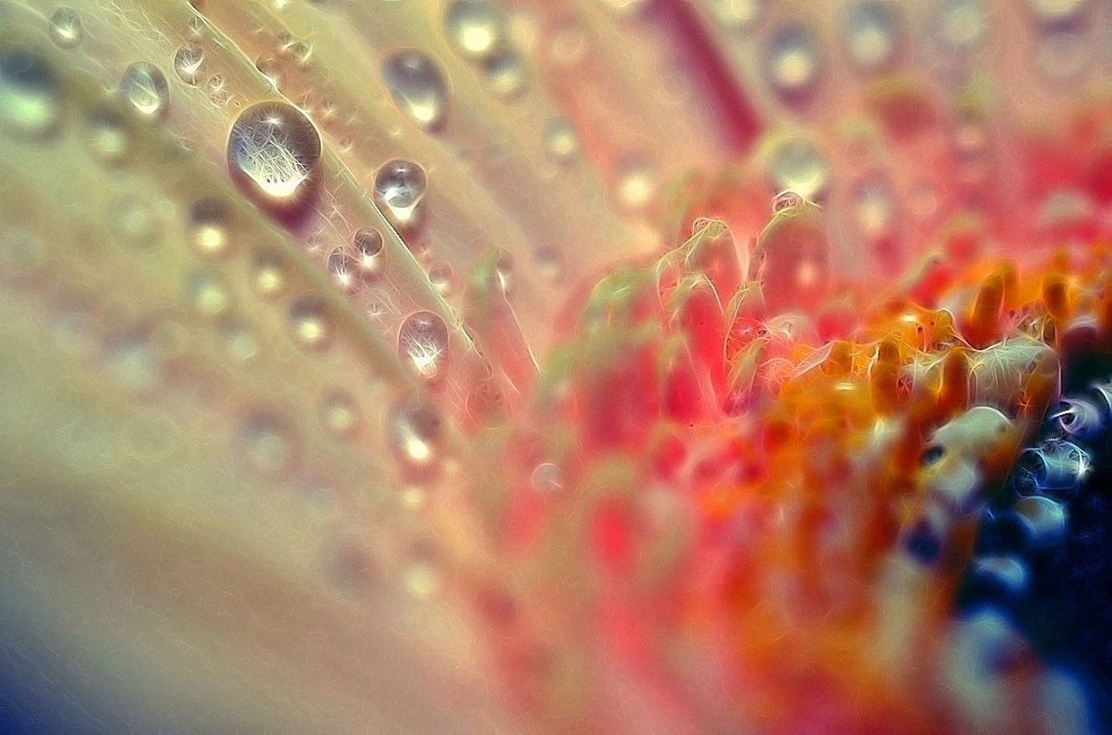 MACRO SHOT OF WATER DROPS ON LEAF