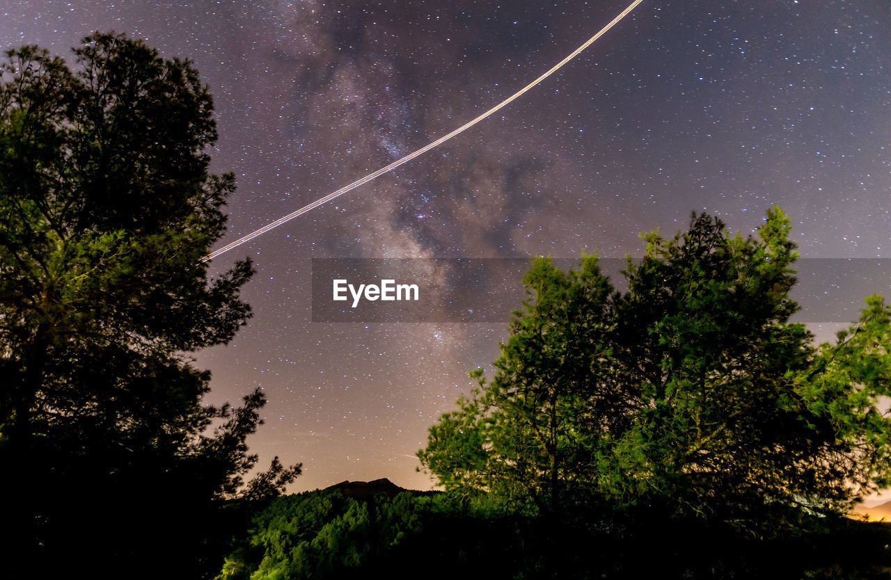 LOW ANGLE VIEW OF TREES AGAINST STAR FIELD AT NIGHT