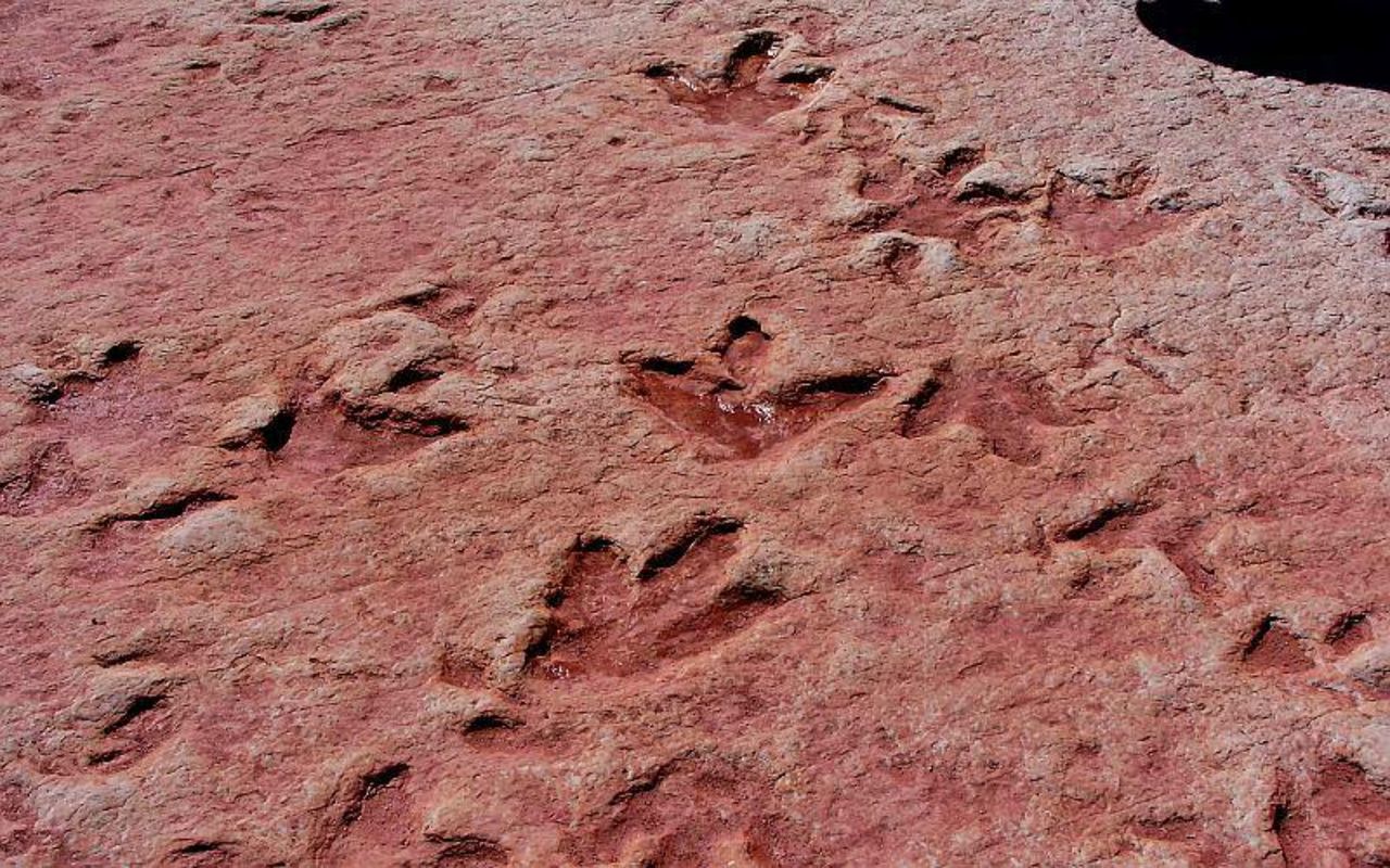 High angle view of dinosaur tracks on field