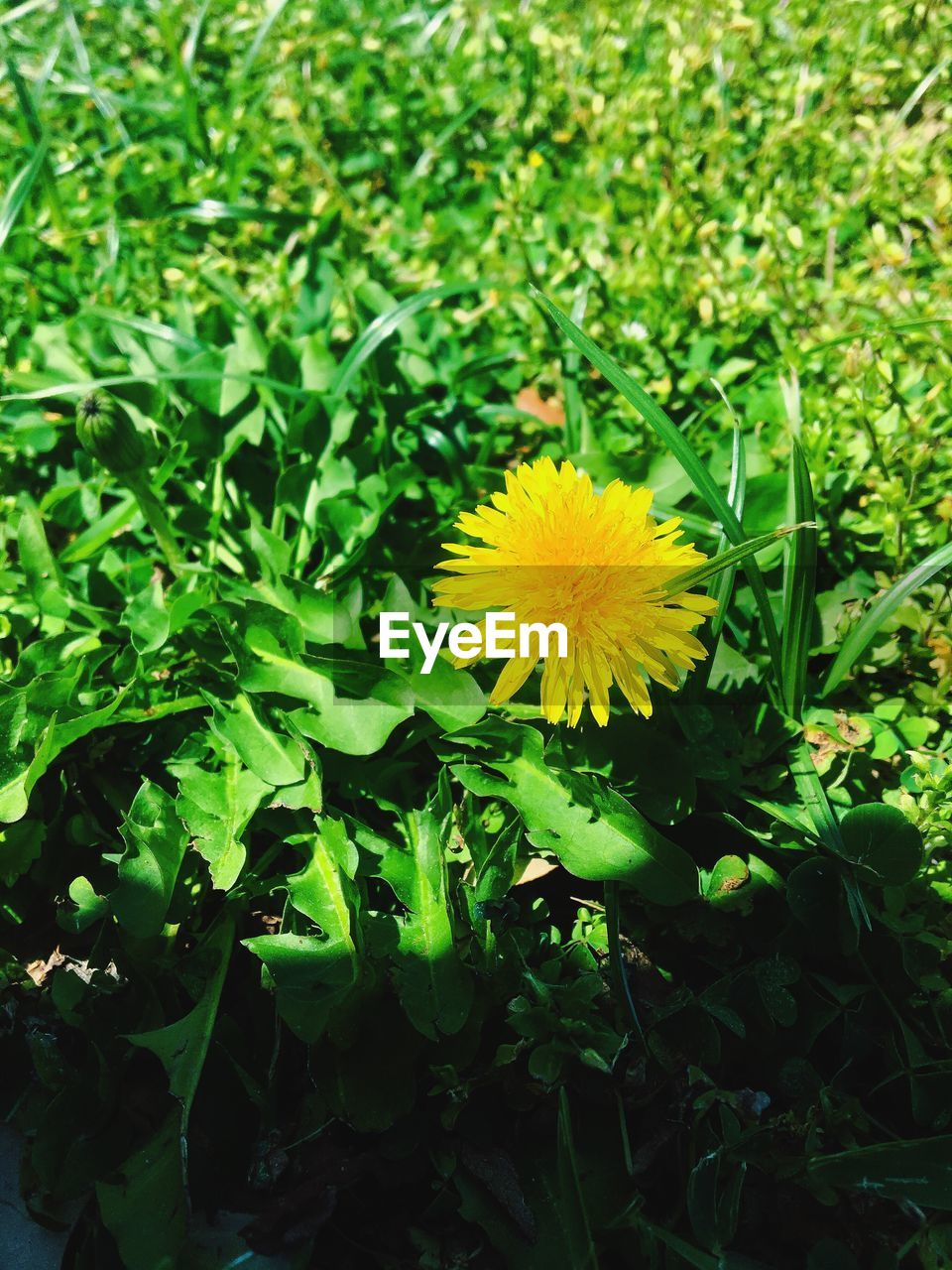 CLOSE-UP OF YELLOW FLOWERS BLOOMING IN FIELD