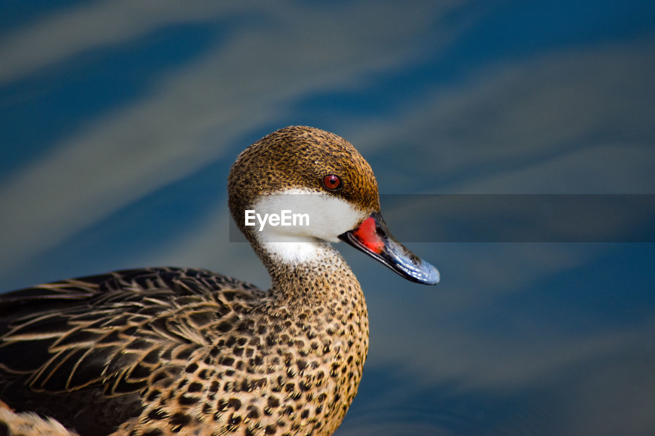 Close-up of duck swimming in lake