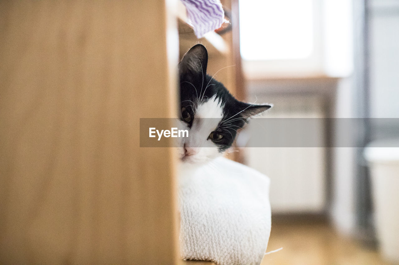 Close-up of cat relaxing at home