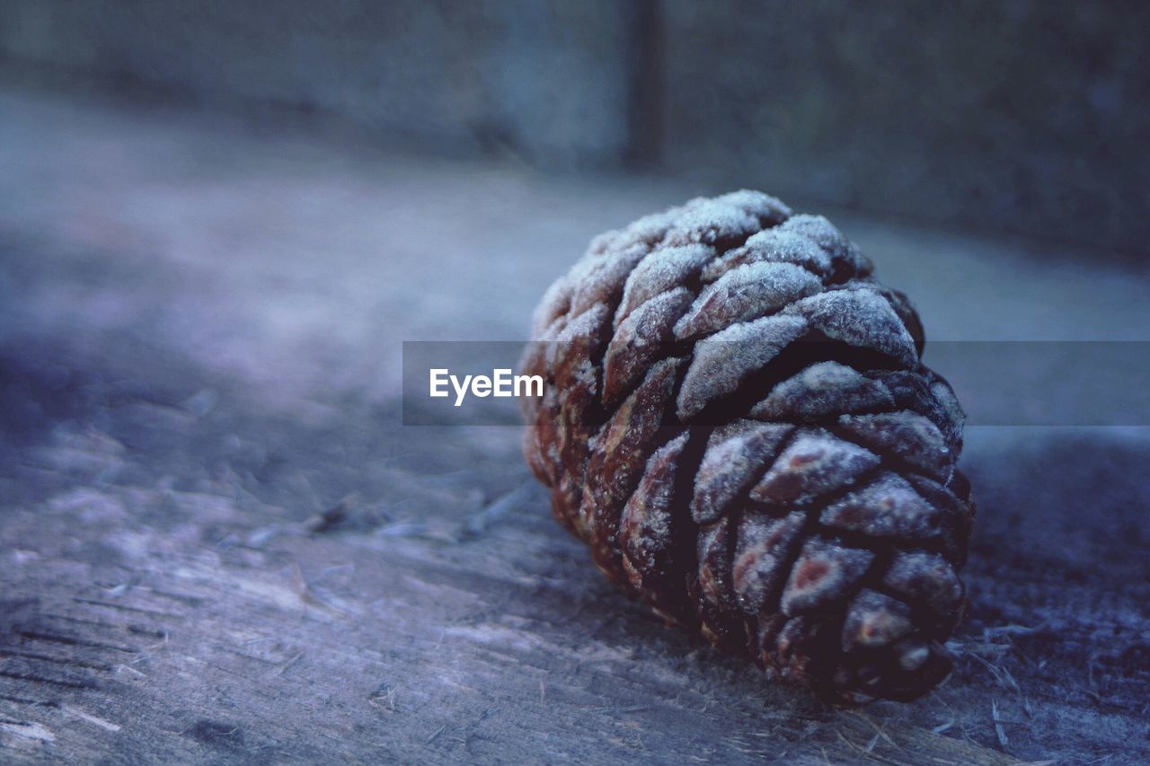 Close-up of frozen pine cone on wood