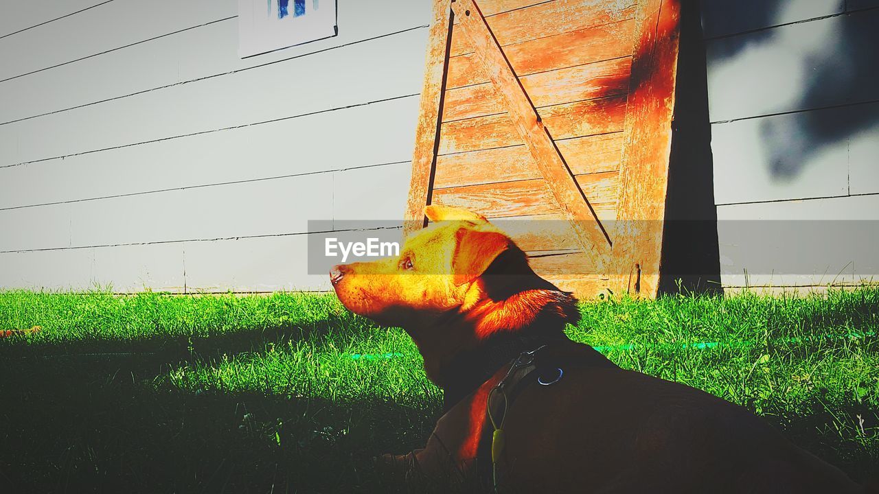 DOG ON FIELD BY GRASS AGAINST SKY