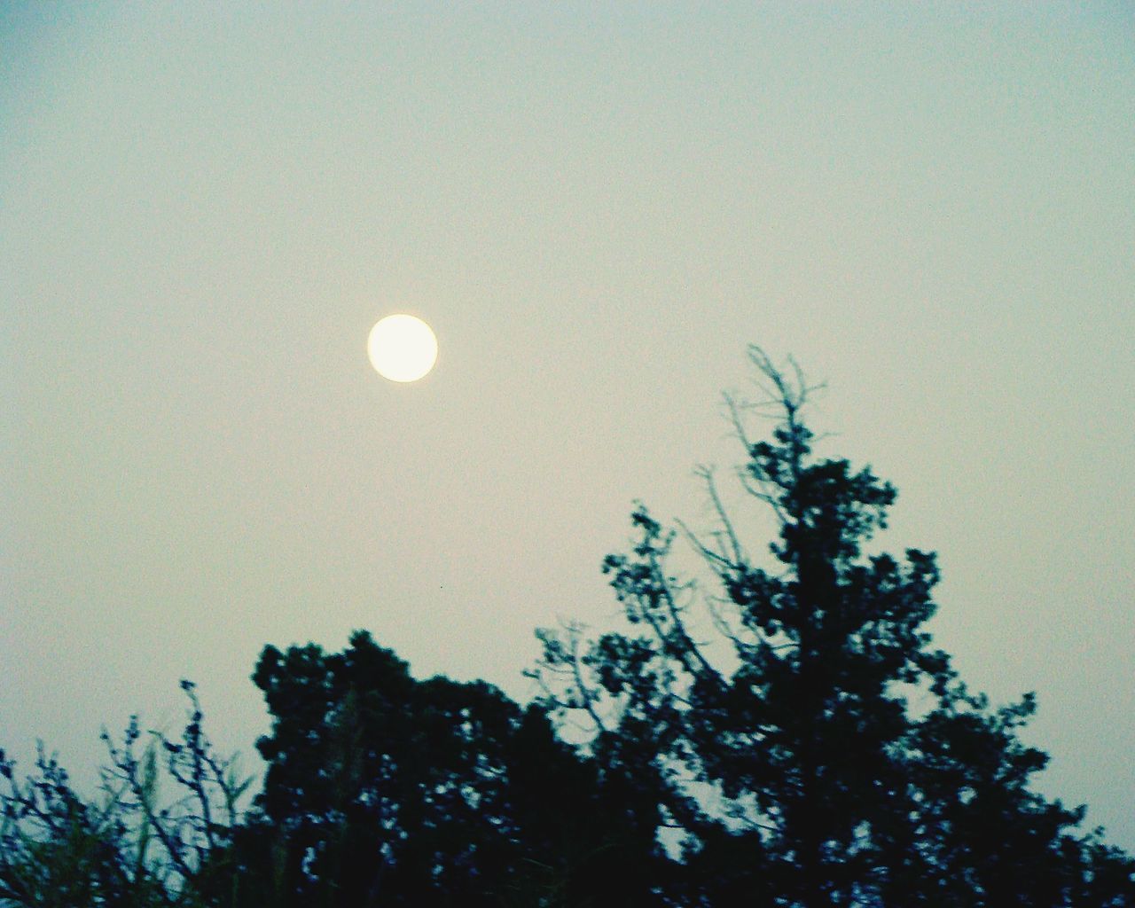 LOW ANGLE VIEW OF TREES AGAINST SKY