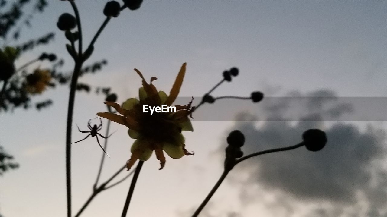 LOW ANGLE VIEW OF SILHOUETTE FLOWERING PLANT AGAINST SKY
