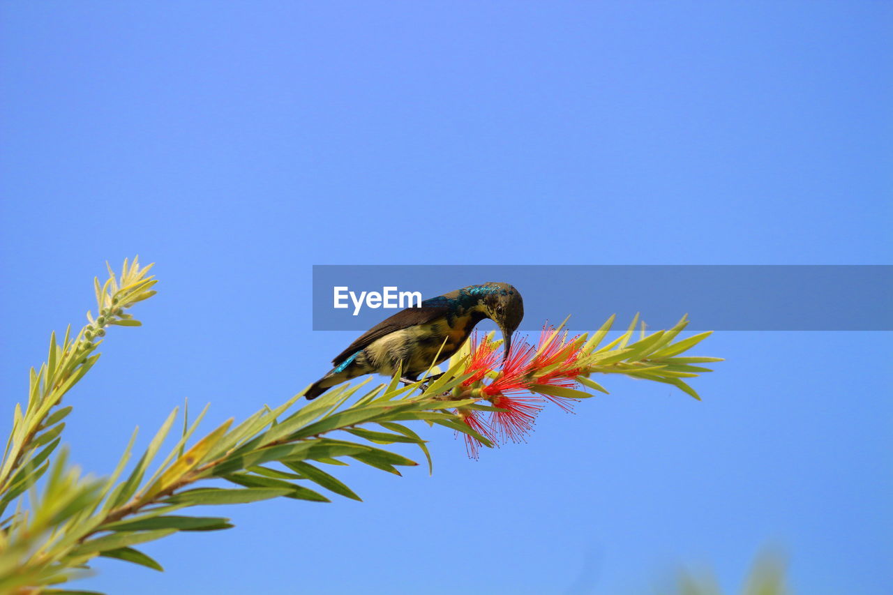 LOW ANGLE VIEW OF BIRD PERCHING ON A TREE