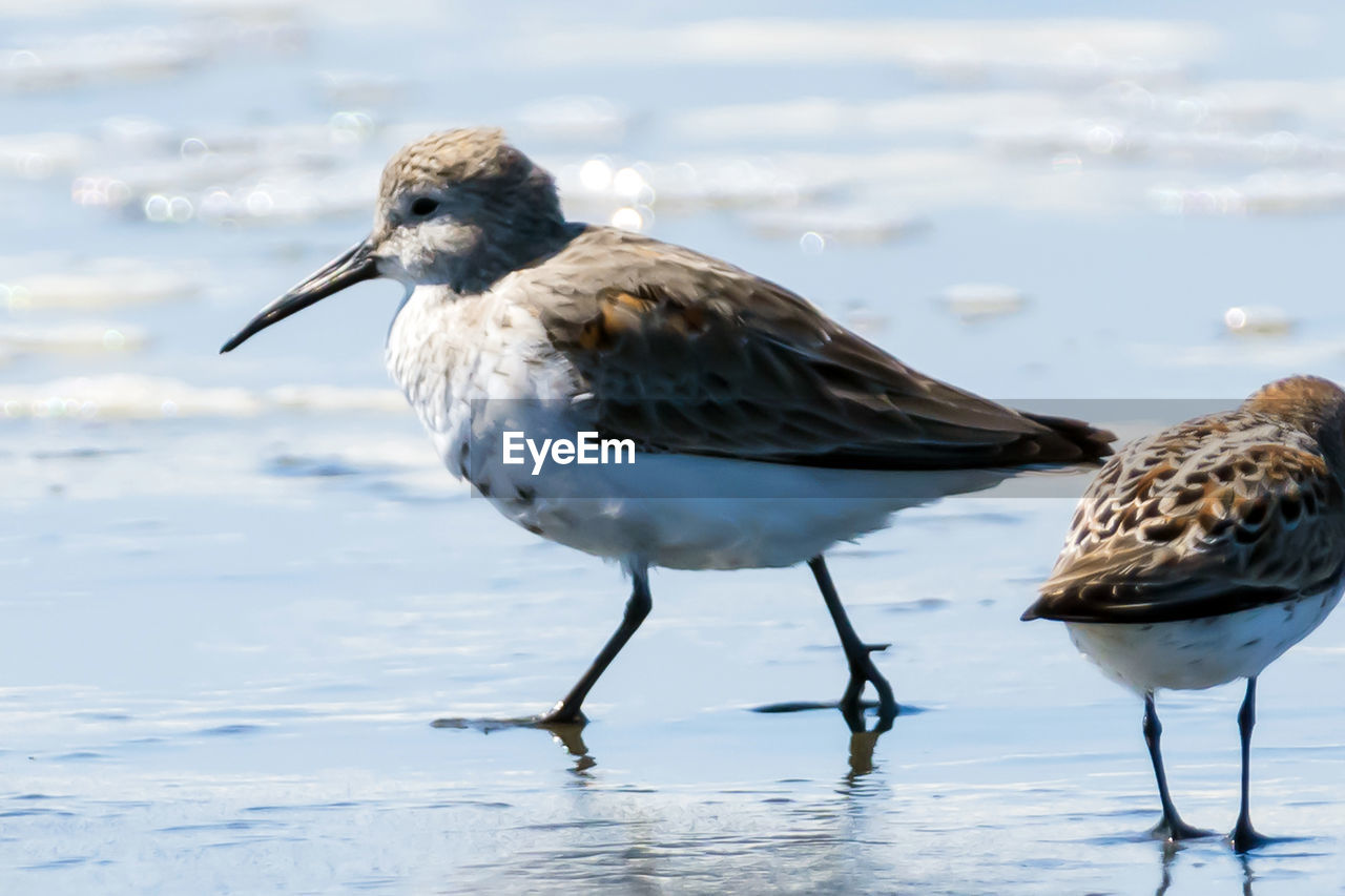 CLOSE-UP OF SEAGULL PERCHING ON BEACH