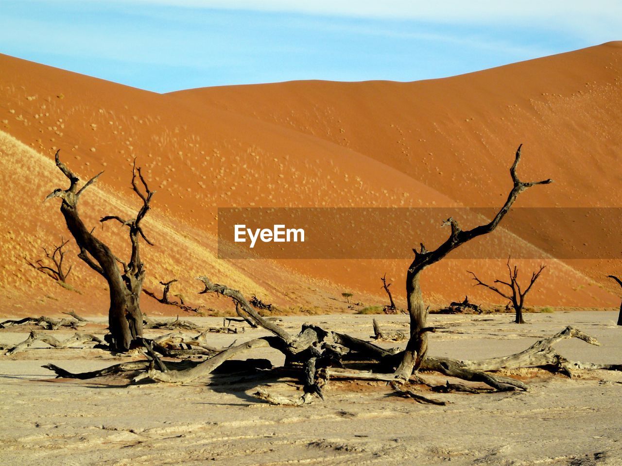 Driftwood by sand dunes in desert