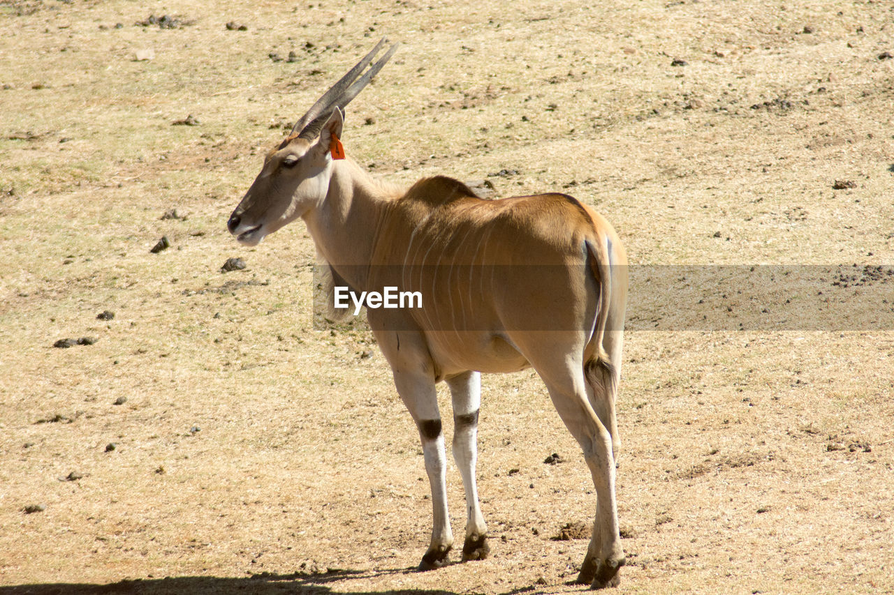 A wild eland or antelope in an african game reserve or safari