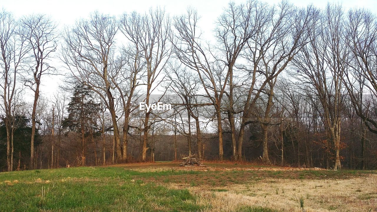 VIEW OF BARE TREES IN FIELD