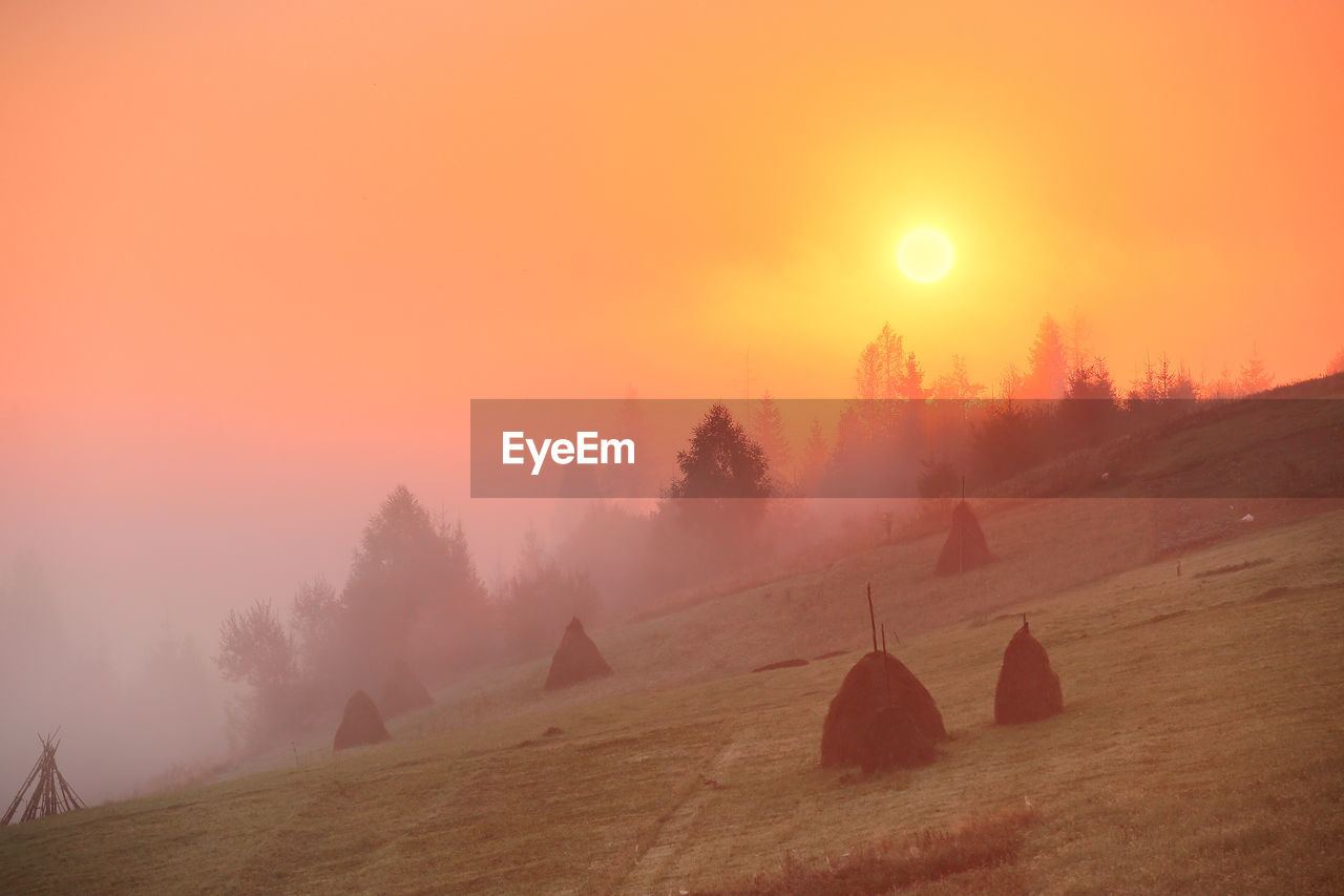 Trees on field against sky during sunset