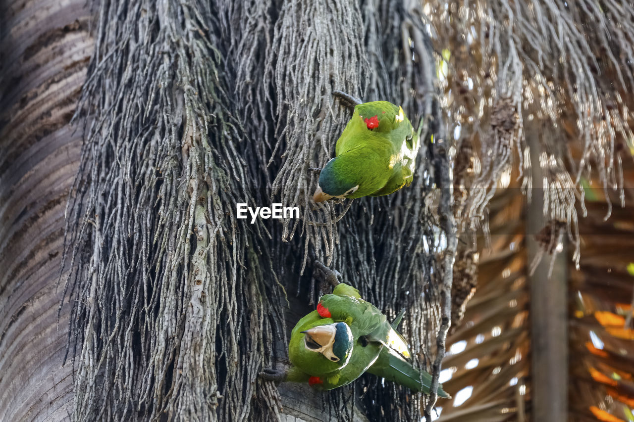 close-up of bird perching on wood