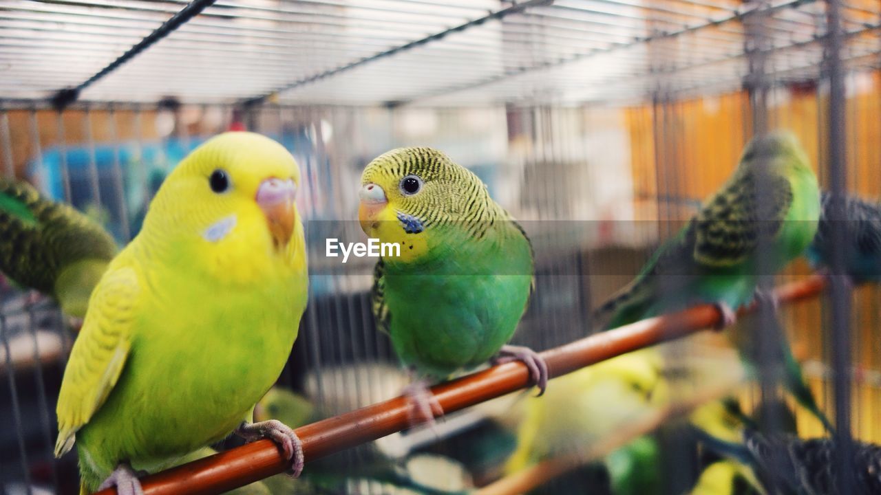 Close-up of budgerigars in birdcage