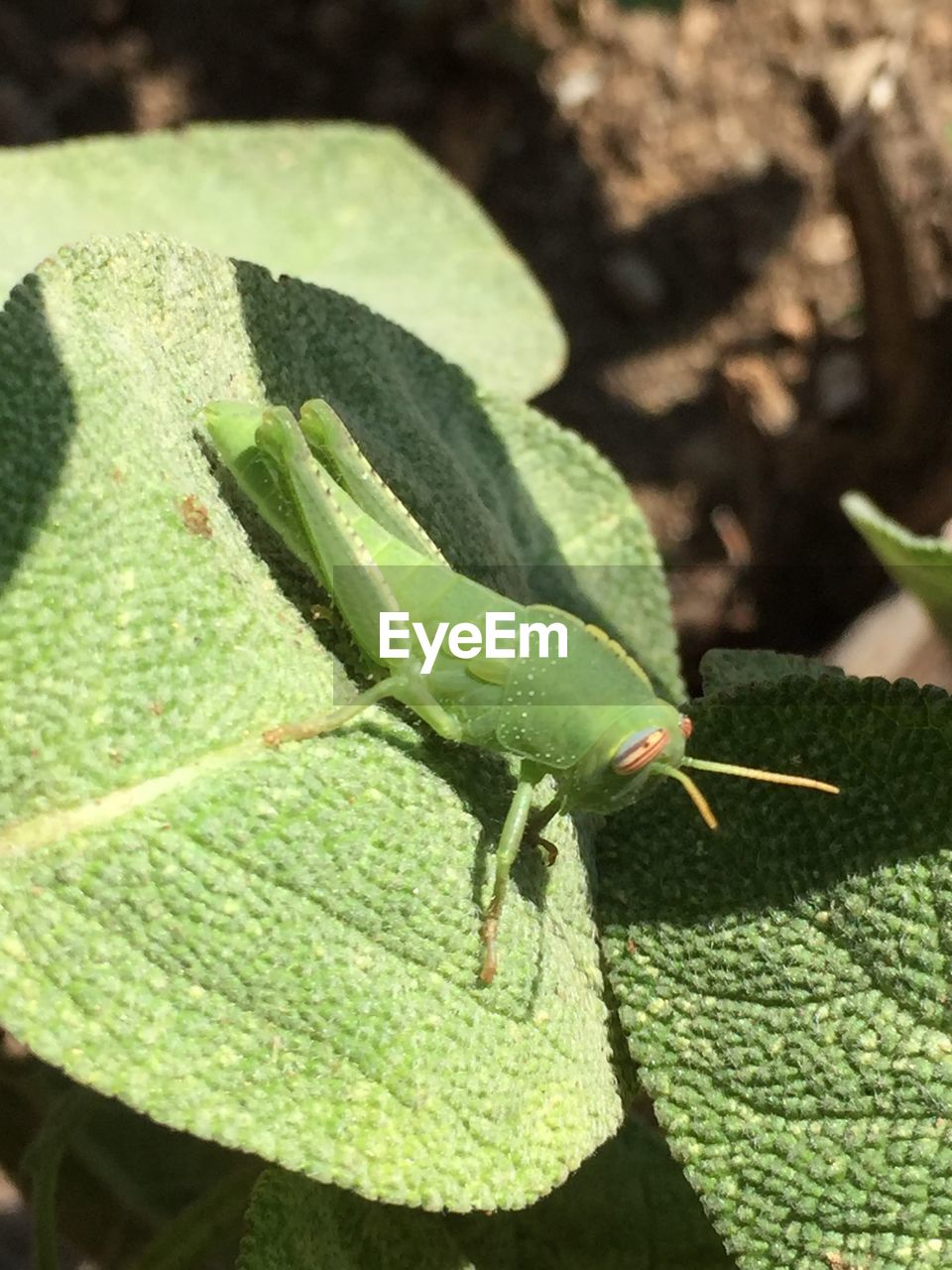 CLOSE-UP OF GREEN INSECT ON LEAF