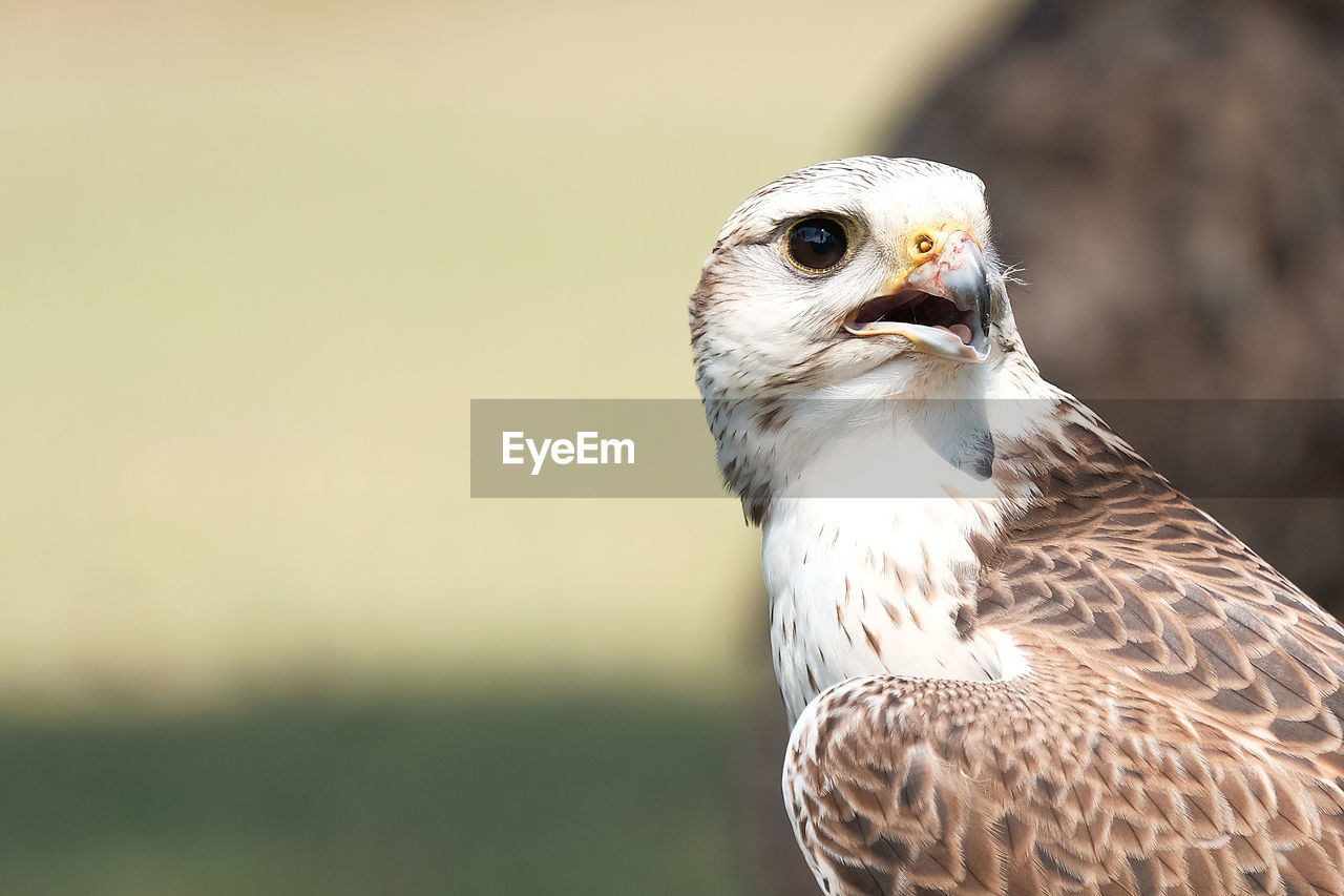 Close-up of falcon in forest