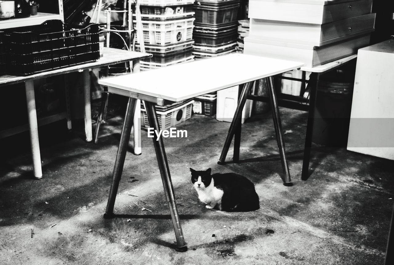 CAT SITTING ON TABLE IN CHAIR