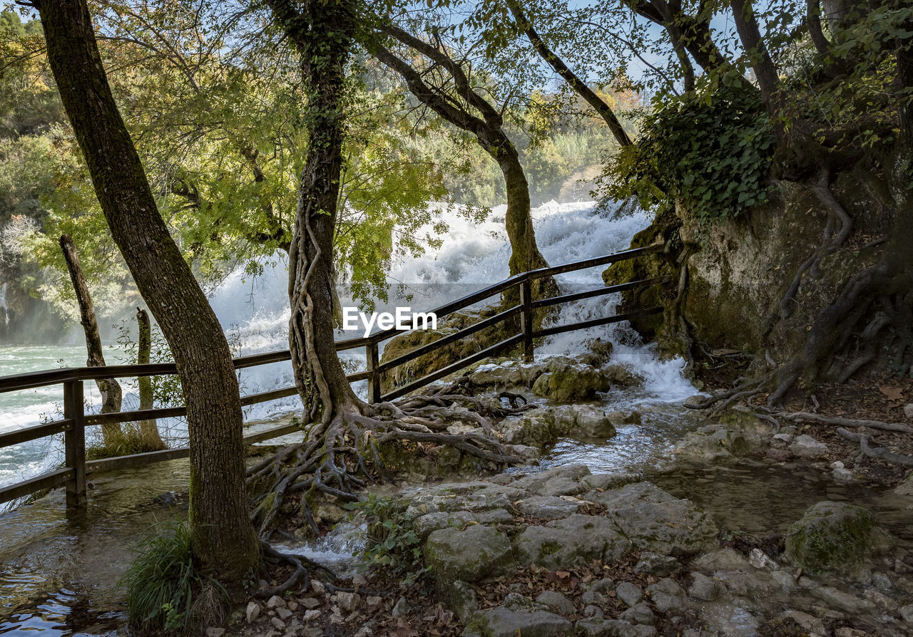 Scenic view of river amidst trees in forest