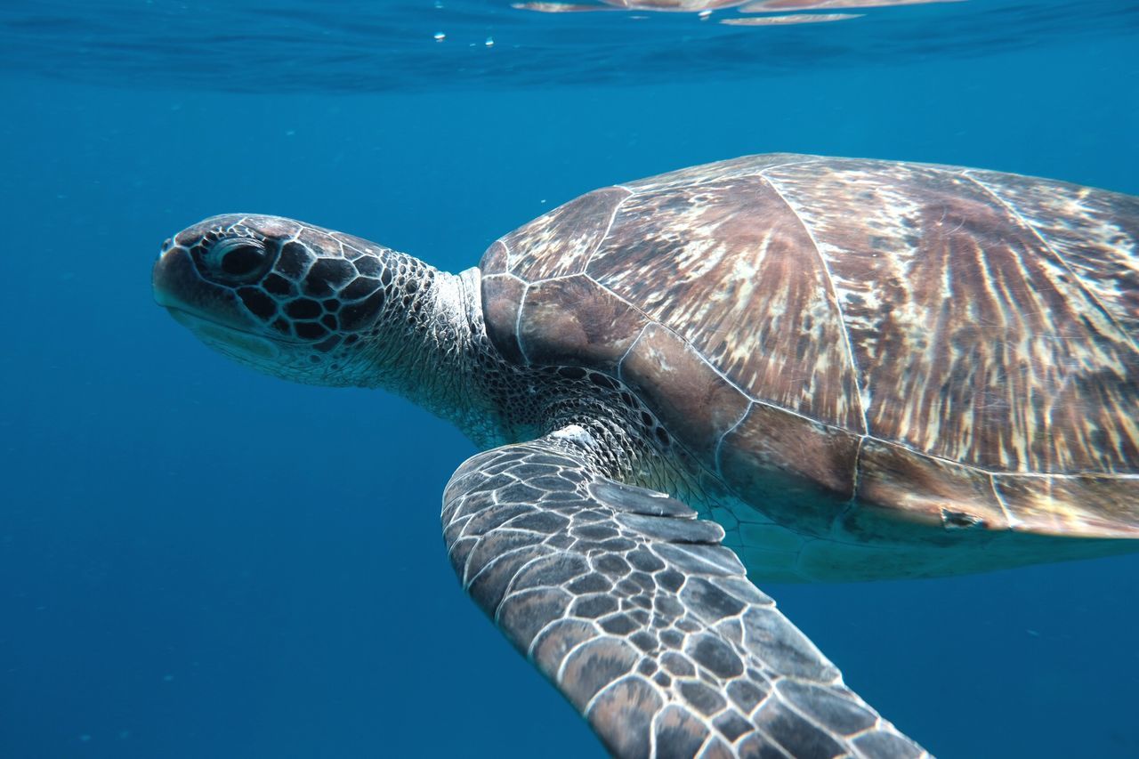 VIEW OF SEA TURTLE SWIMMING