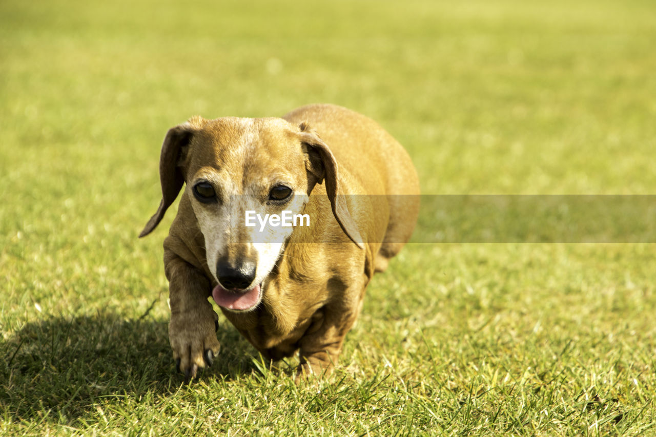 PORTRAIT OF DOG STANDING ON GRASS