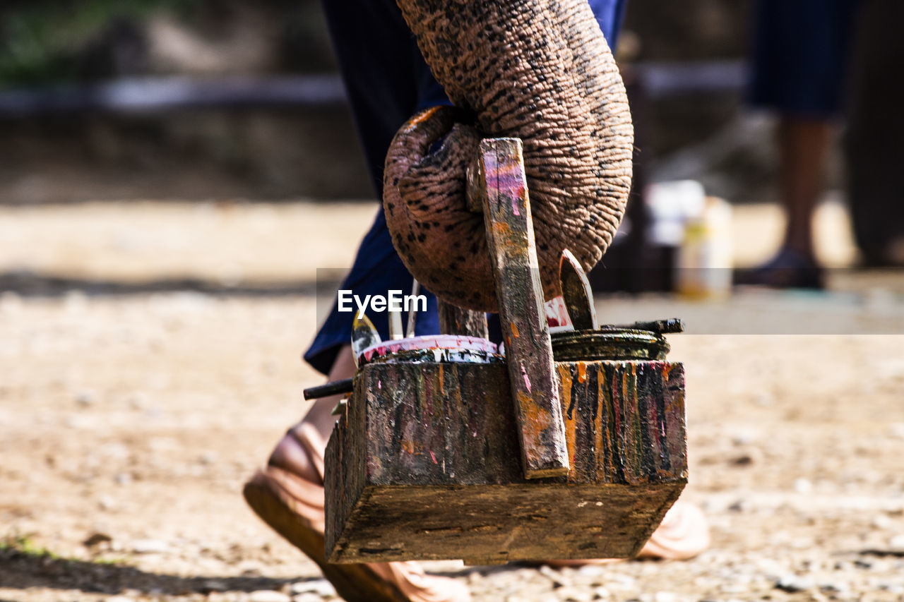 Close-up of elephant trunk holding wooden box