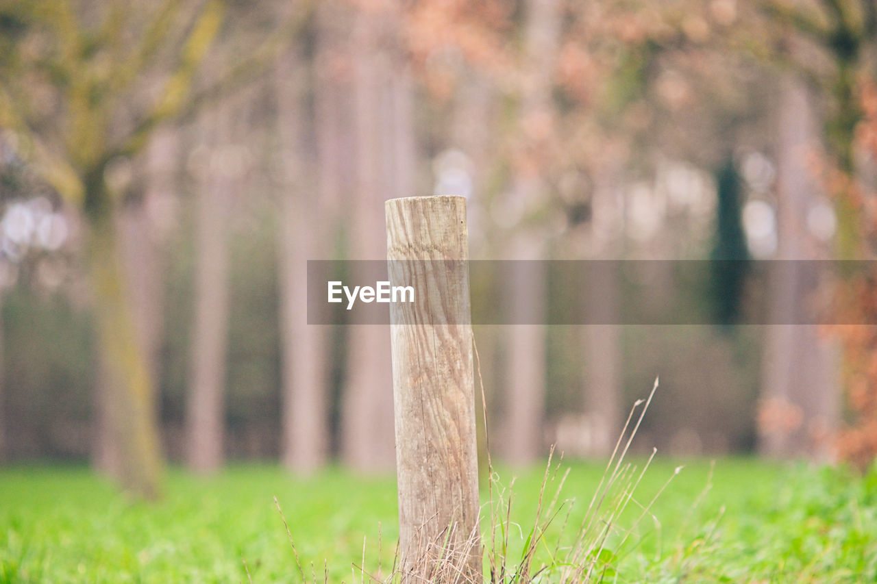 grass, plant, lawn, green, sunlight, nature, autumn, tree, leaf, meadow, land, no people, natural environment, outdoors, woodland, wood, landscape, environment, focus on foreground, morning, day, field, fence, forest, flower, branch, tree trunk, tranquility, post, wooden post, beauty in nature, trunk, selective focus, summer, plain, protection, rural scene