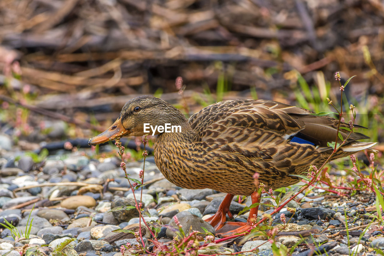 animal themes, animal, bird, animal wildlife, wildlife, duck, one animal, nature, mallard, no people, poultry, water bird, mallard duck, beak, ducks, geese and swans, side view, outdoors, full length, day, land